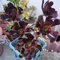 Fabulous 19" tall black rose tree succulent Atropureum Aeonium arboreum only 1
