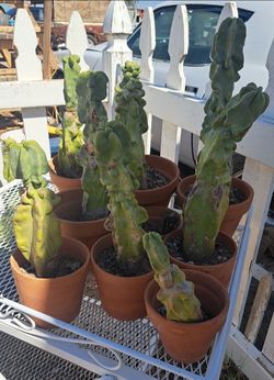 Totem pole cactus