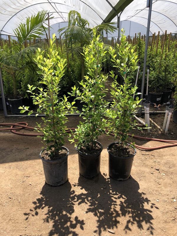 Indian laurel ficus nitida 5 Gallons for Sale in Perris, CA OfferUp