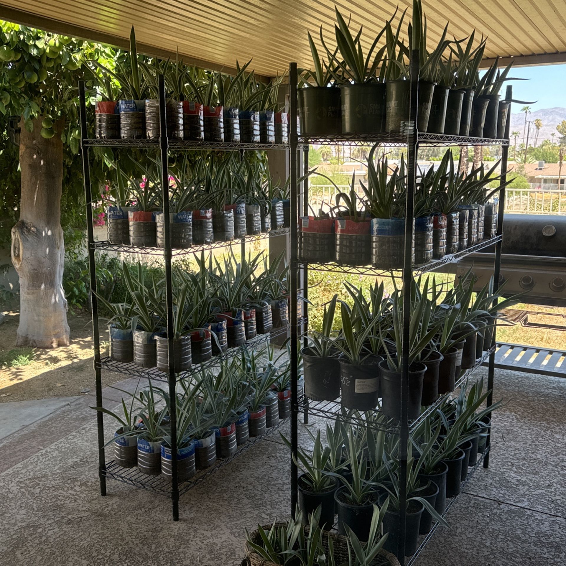 Century Plant Agave