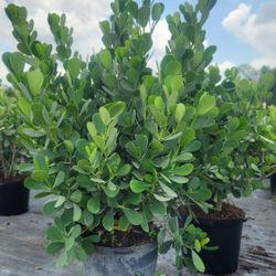 Spectacular Clusias Plants For Inmediate Privacy!!! 5-6 Feet Tall!!! Fertilized 