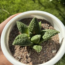 Ariocarpus Seed Grown Rare Beautiful Cactus Succulent Plant 