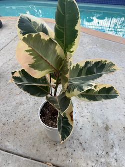 Rubber Ficus