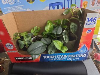 Indoor plant bundle 5 plants 🪴