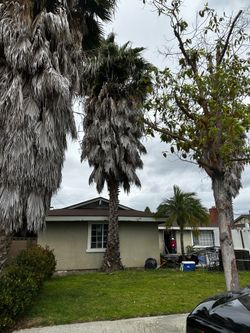 Palm trees cutting down