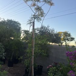 Árbol Red Push Pistacho