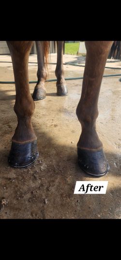 Farrier