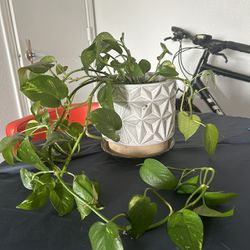 pothos plant 