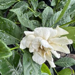 5 Gallon Gardenia Bush