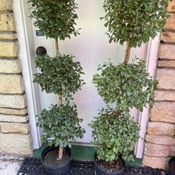 set of two real topiary trees 