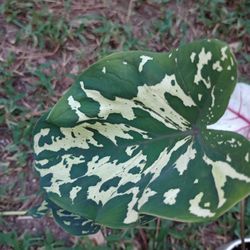 Alocasia Plants ( Pls Read Description Below)