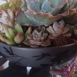 PLANTER BOWL with SUCCULENTS 