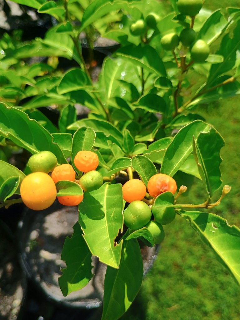 Chinese Privet