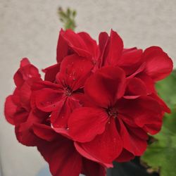 Beautiful Blooming healthy red flowers 💐