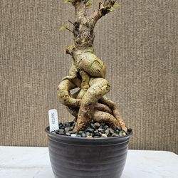 Old Bougainvillea RED Bonsai Tree