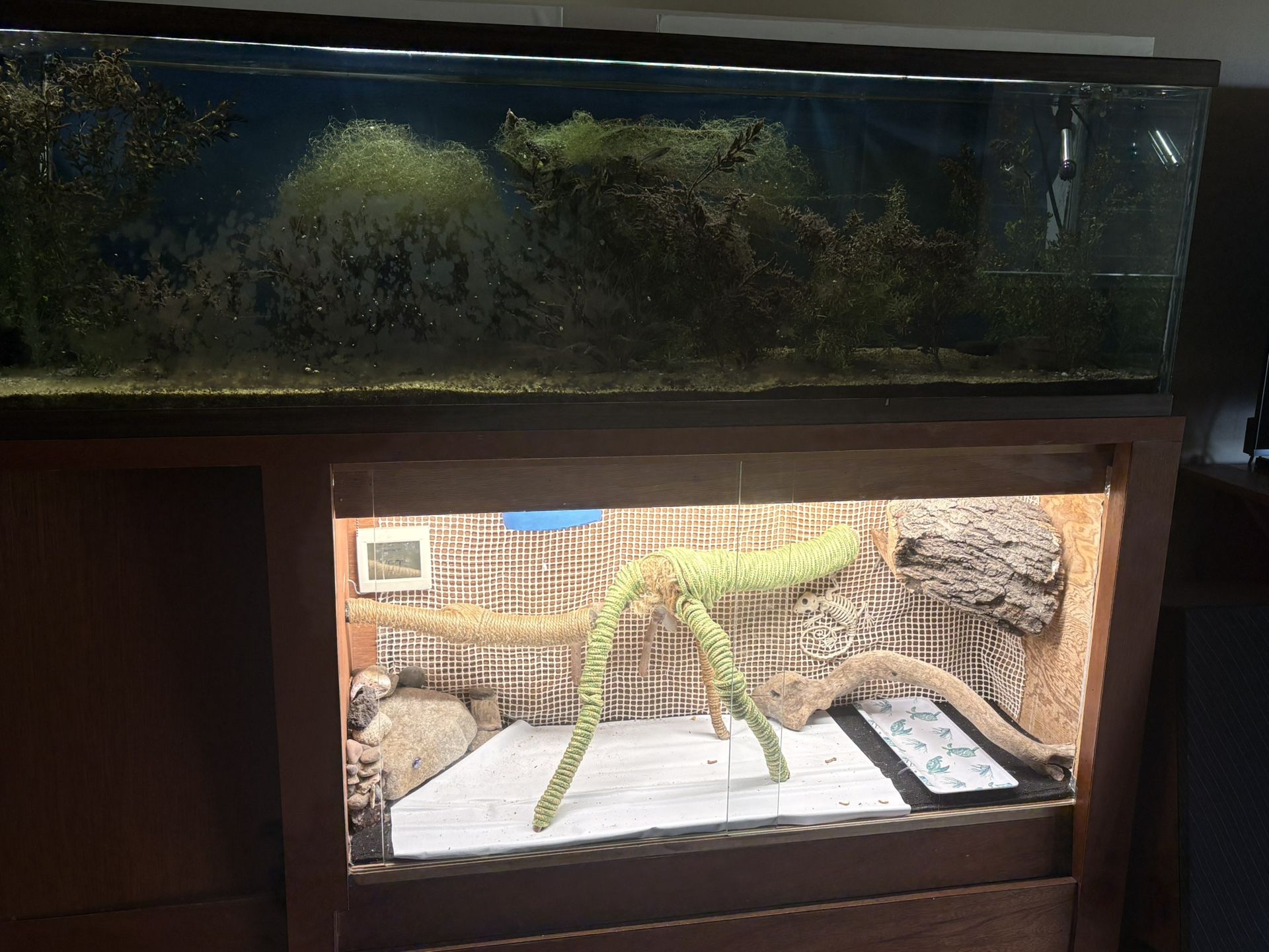 Aquarium and Reptile habitat