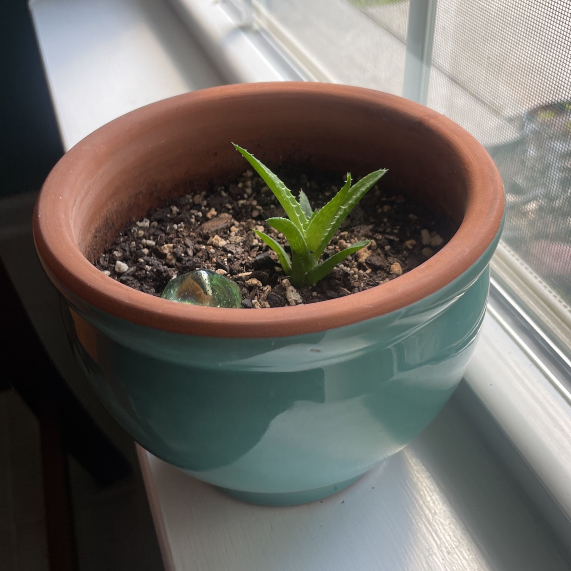 Succulent With Pot