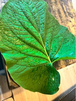 Hojas de hoja santa o Acuyo