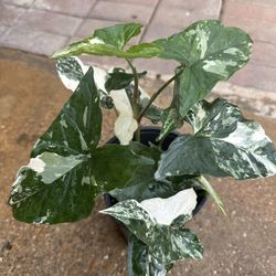 Syngonium albo Plant/ Planta 