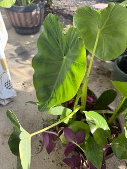 Winter Plant Collector’s Dream Pot