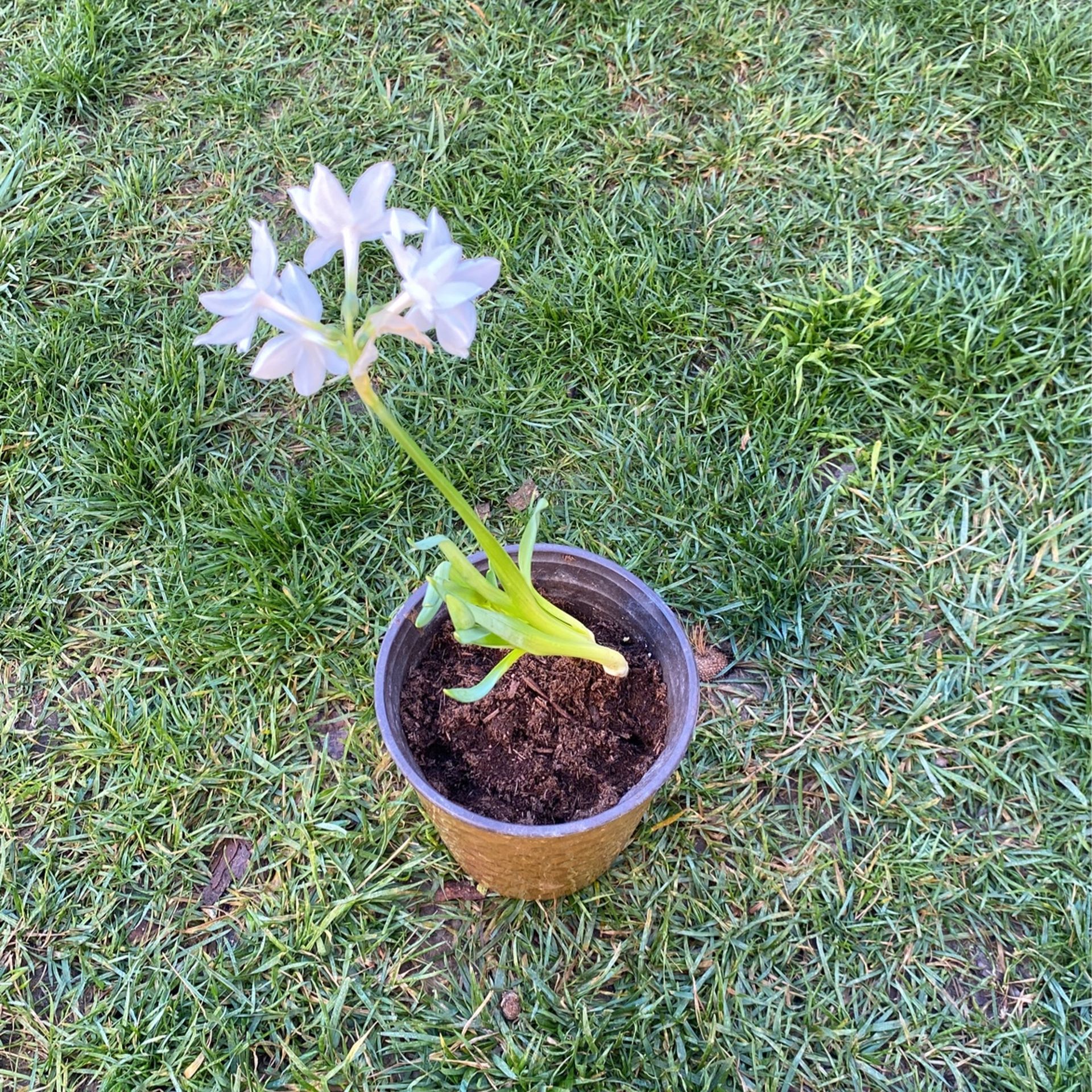 Whitepaper Ziva Plant