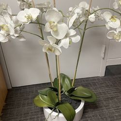 Elegant White Orchid Arrangement in Modern Planter