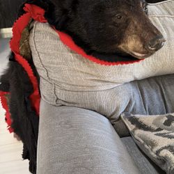 BLACK BEAR FULL-SIZE TAXIDERMY RUG FOR SALE
