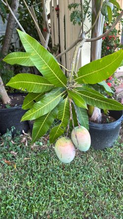 Grafted fruit punch mango tree with mangoes
