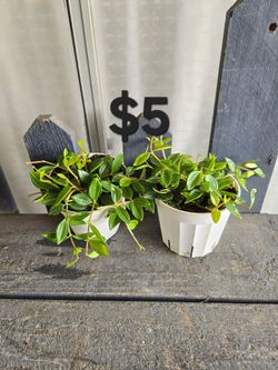 Peperomia beetle