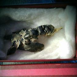 NEW UNIQUE FOSSIL JEWELRY BABY LOBSTER NECKLACE!