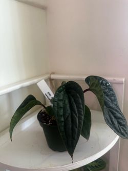 Anthurium Radicans x Lux