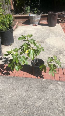 Fig tree