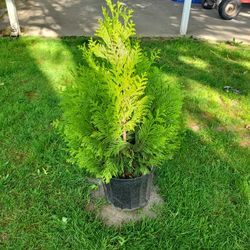Semi DWARF EVERGREEN SHRUB 