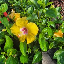 HIBISCUS 3 GALLONS 🌸🌼🌺
