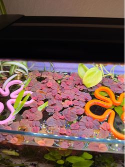 Red Root floaters