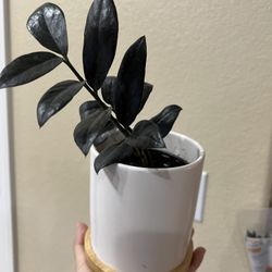 Black Raven Zz Plant With Bamboo Base