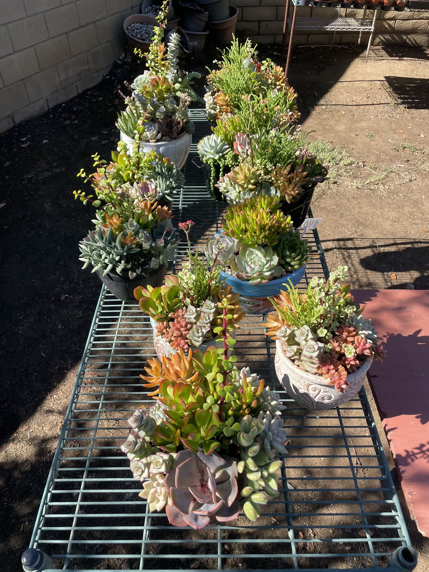 Succulent Plants in COVINA