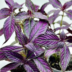 Beautiful Ornamental Plant 🪴