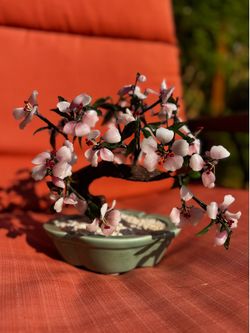 Chinese Cherry Blossom Bonsai Tree