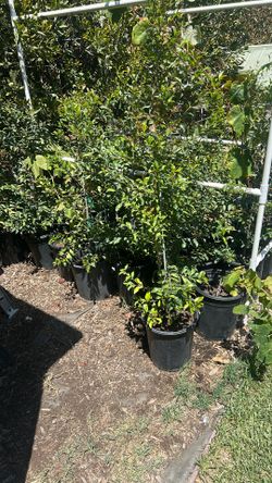 Eugenia— Bush Cherry