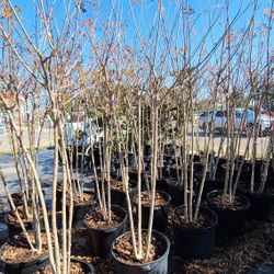 Crape Myrtle Trees 15gallon  Special Offers 