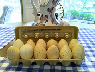 Turkey Eggs Dozen For $12.00 Not Fertilized 