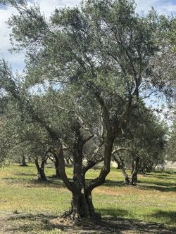 Árboles De Olivo Gigantes