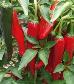 Xx large Pepper plants with peppers