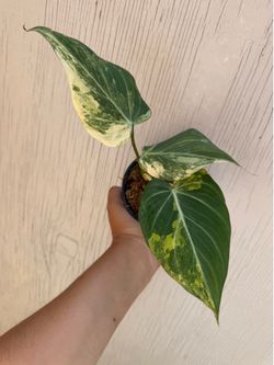 4” philodendron Gloriosum variegated new leaf on the way