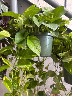 Large Golden Pothos Hanging Basket Plant