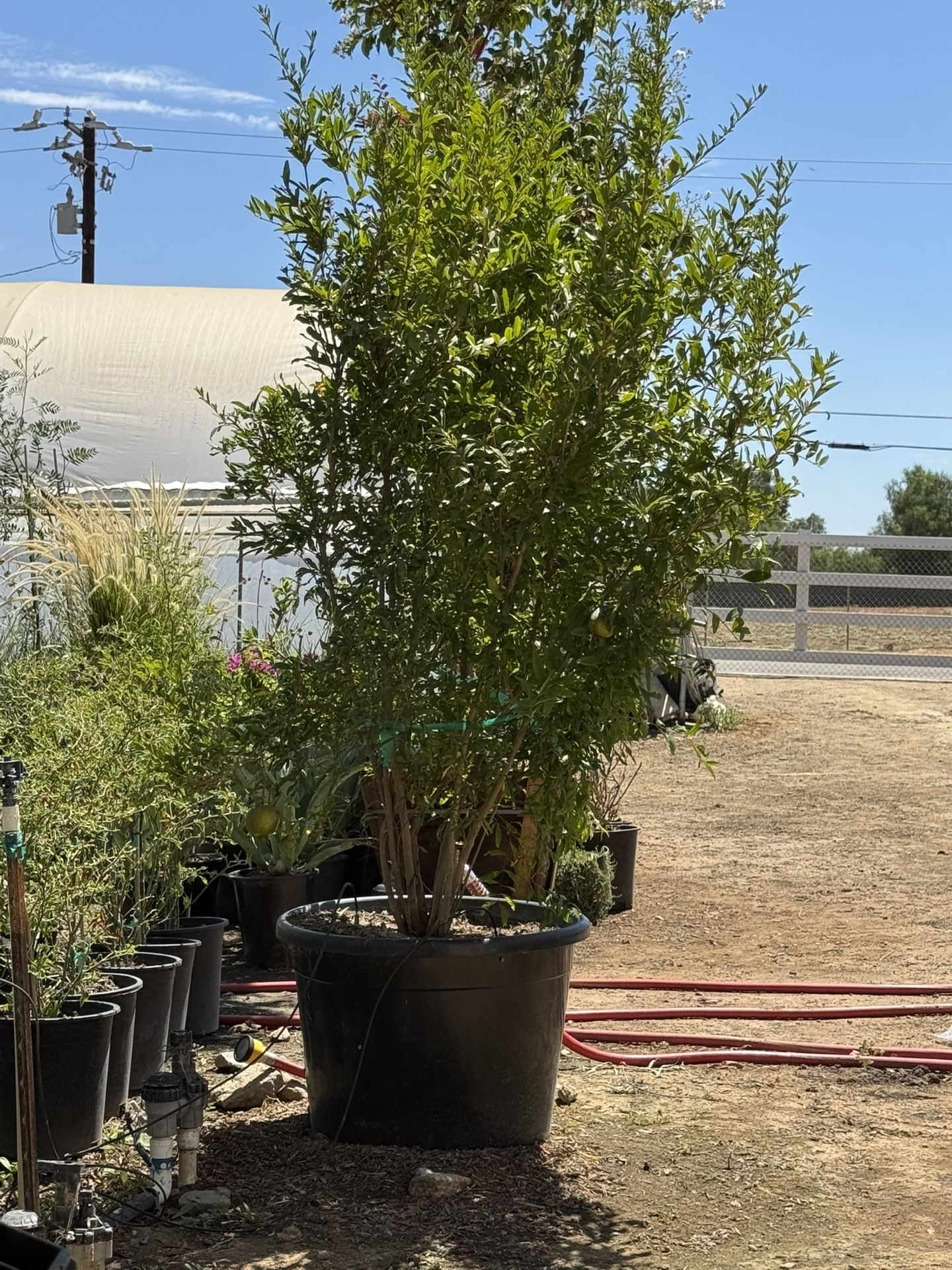 Wonderful Pomegranate 25 Gal