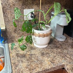 monstera adansonii with Pot