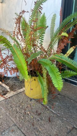 Live Plant With Modern Vase