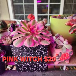 PLANT SALE ON SUNDAY IN SAN LORENZO 1PM TO 430 PM STARTING AT  $4 .00 